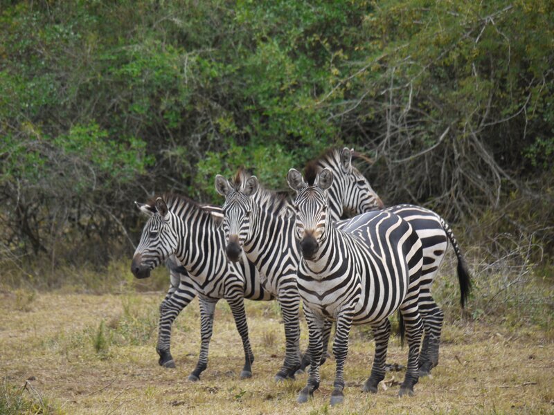 zebras in the wild