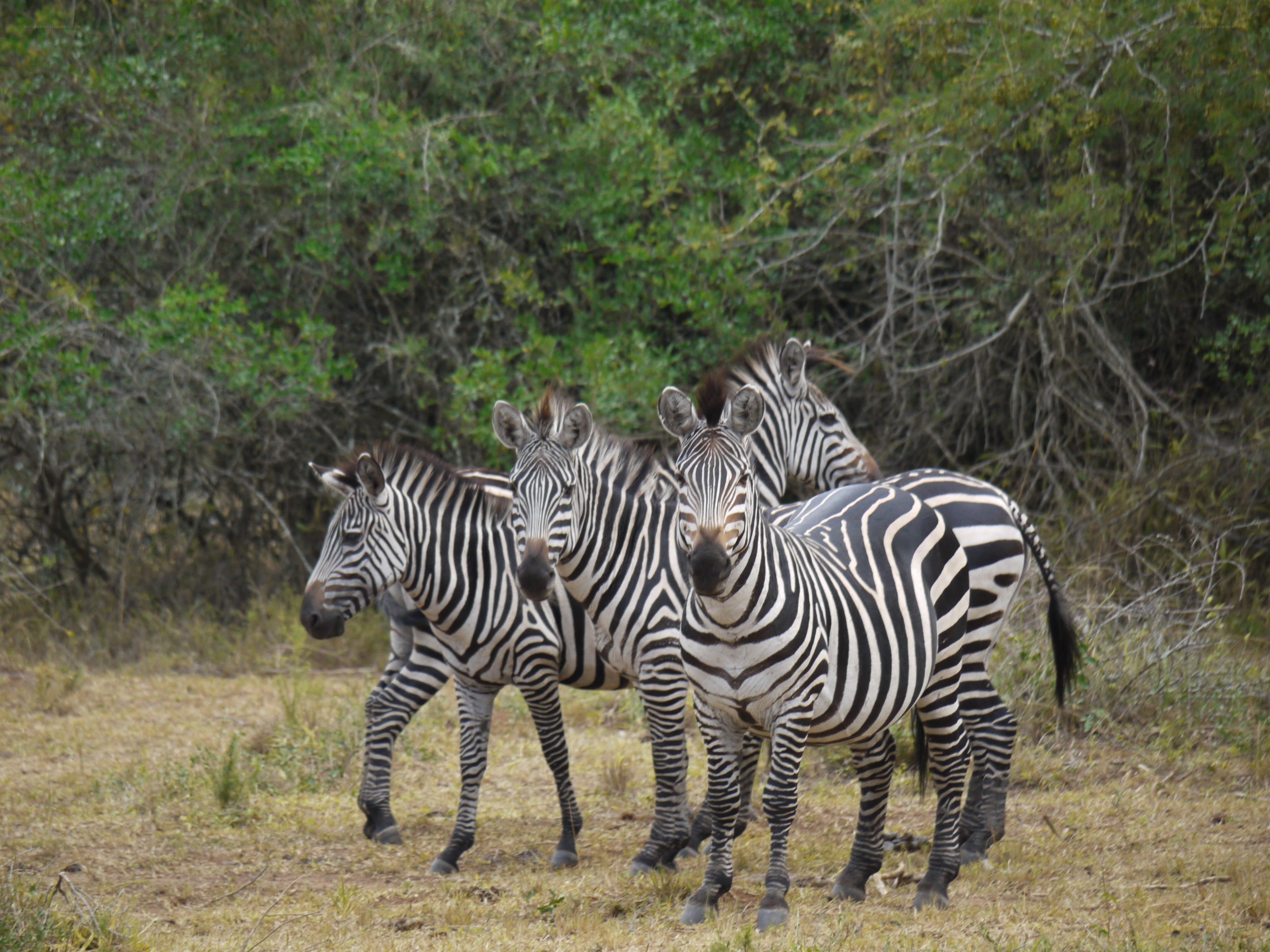 zebras in the wild