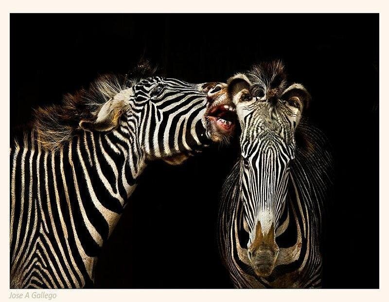 Zebras interacting closely