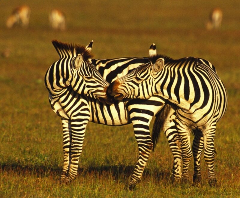 Zebras interacting in a field