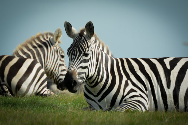 Zebras Lying in Grass