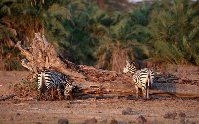 Zebras near a fallen tree