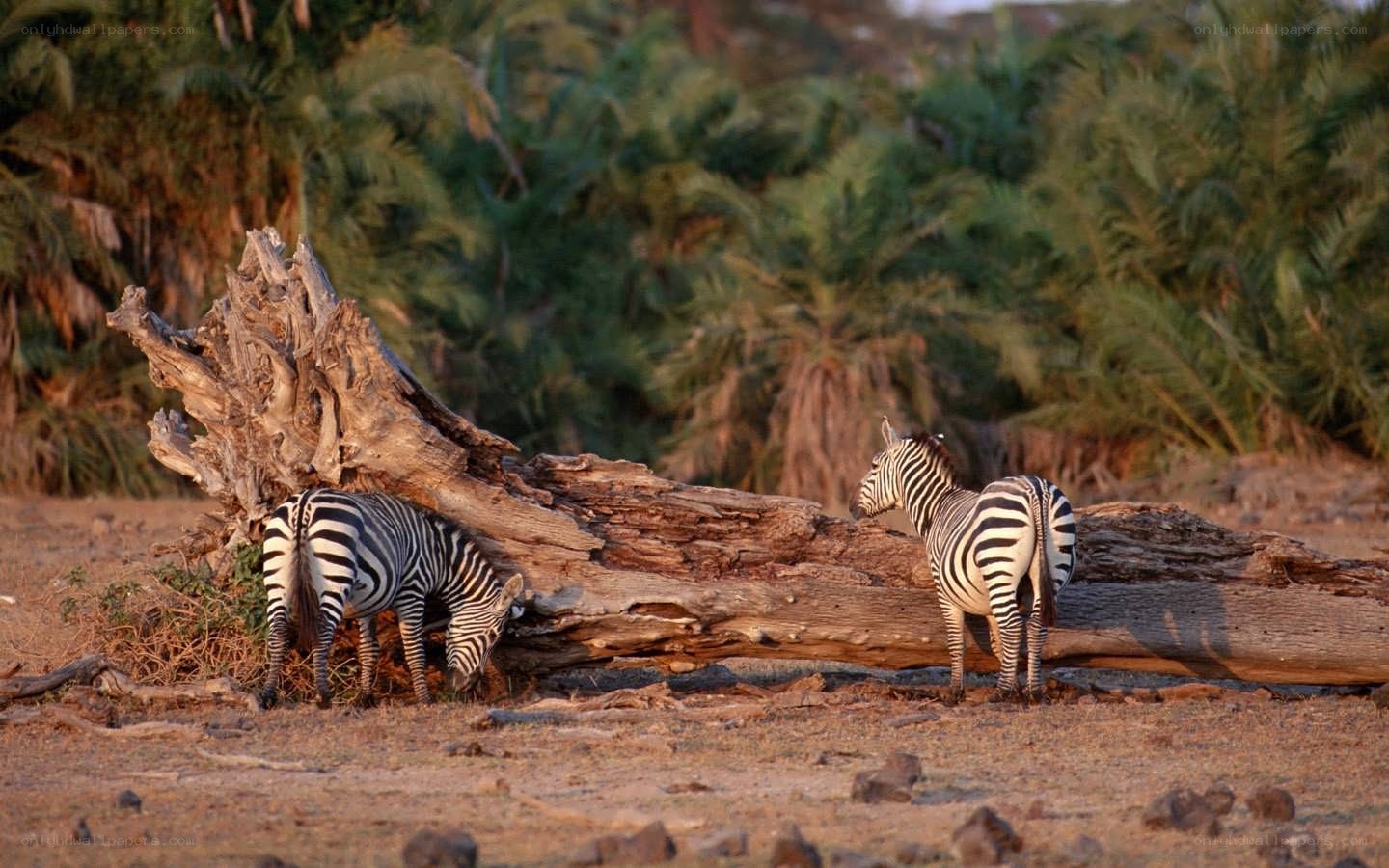 Zebras near a fallen tree