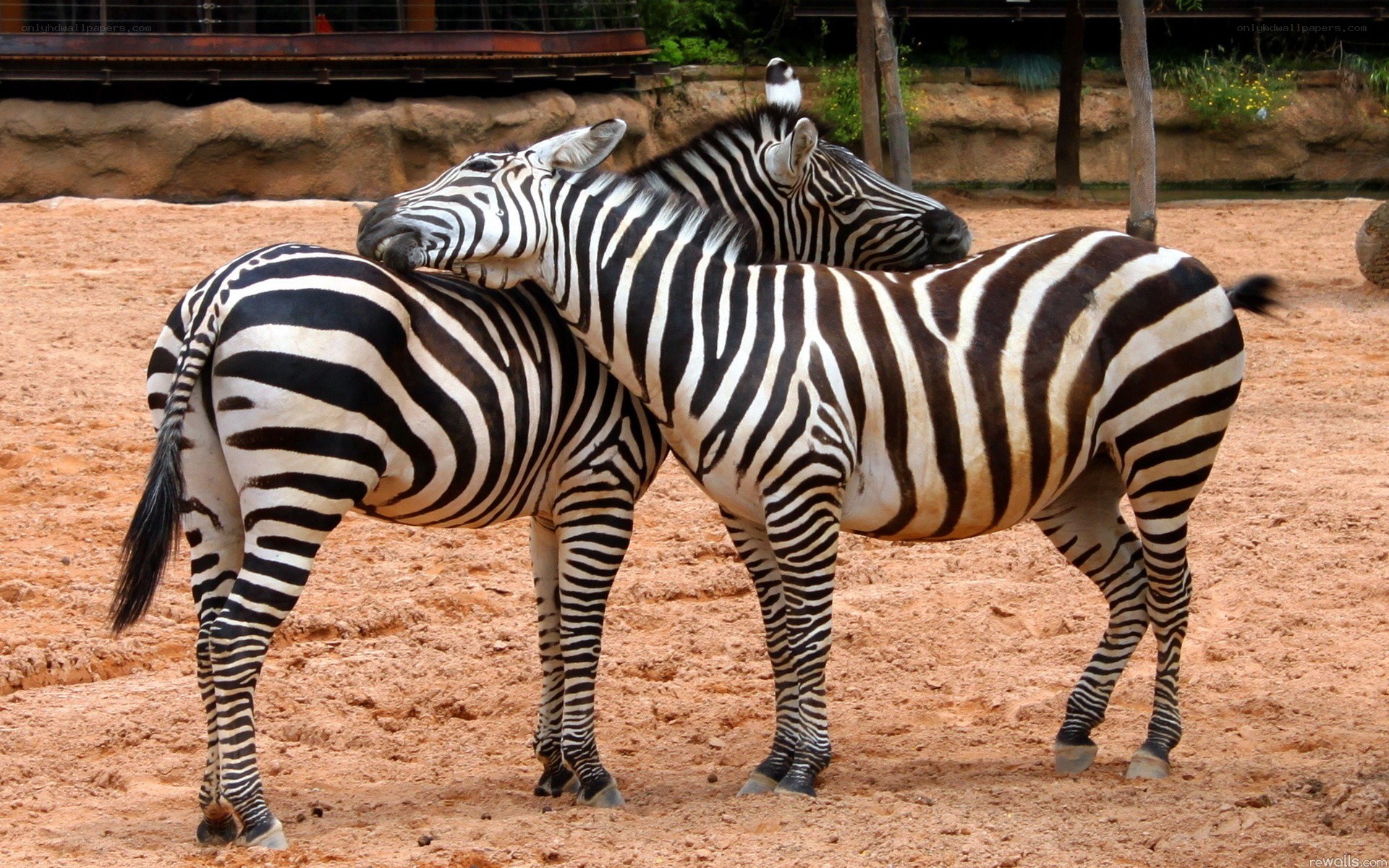 Zebras nuzzling in enclosure