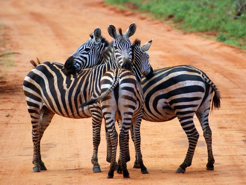 zebras on a dirt road