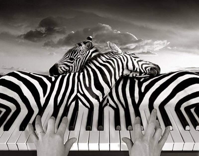 Zebras on Piano Keys
