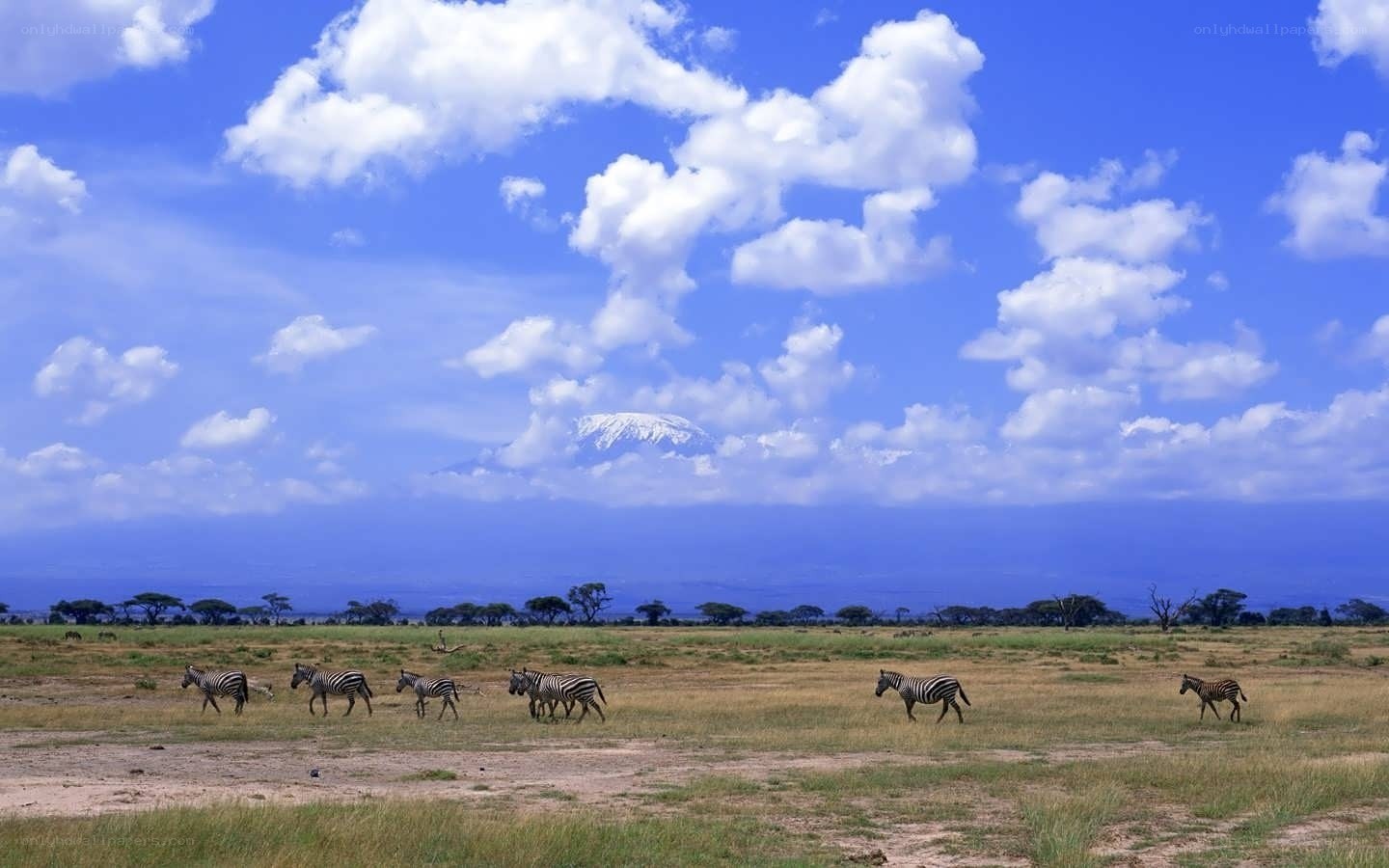 Zebras on savanna with mountain