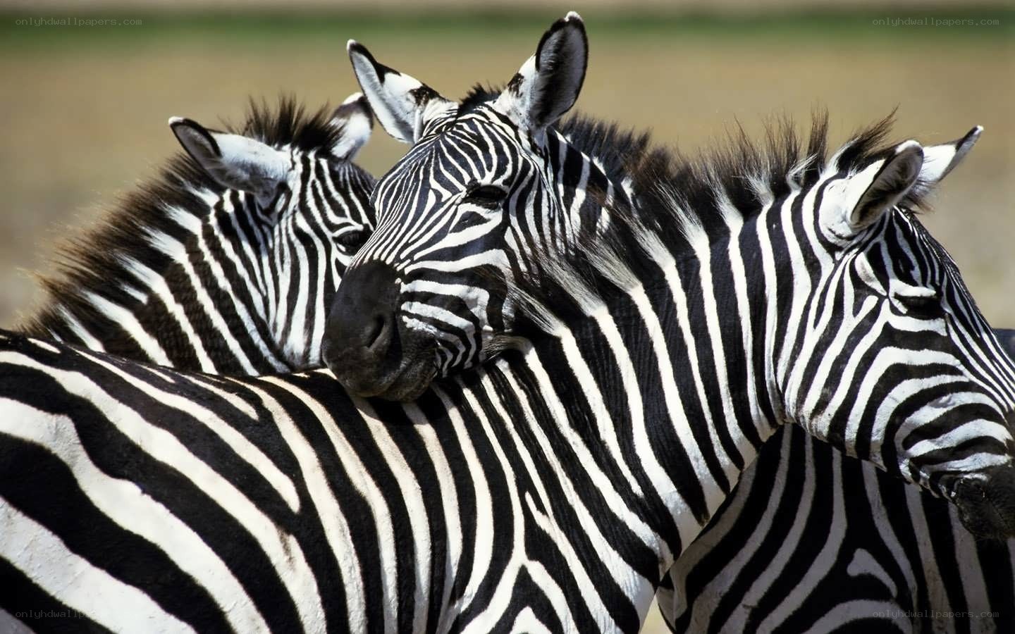 Zebras resting together