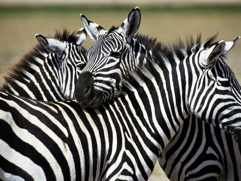 Zebras resting together