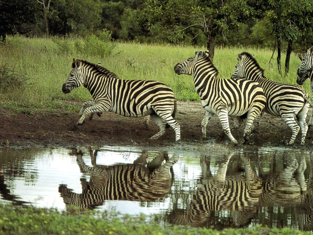 Zebras running by water