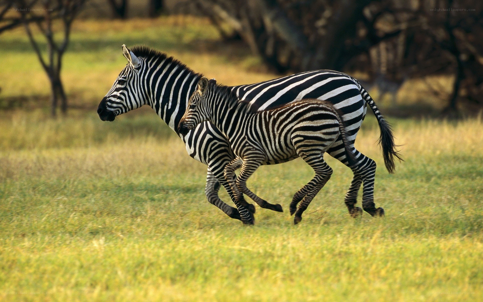 Zebras running in a field
