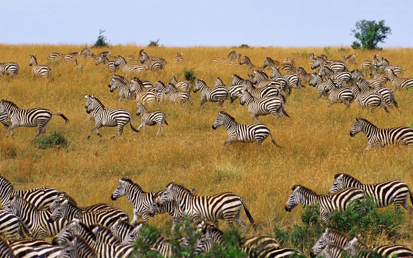 zebras running in a field