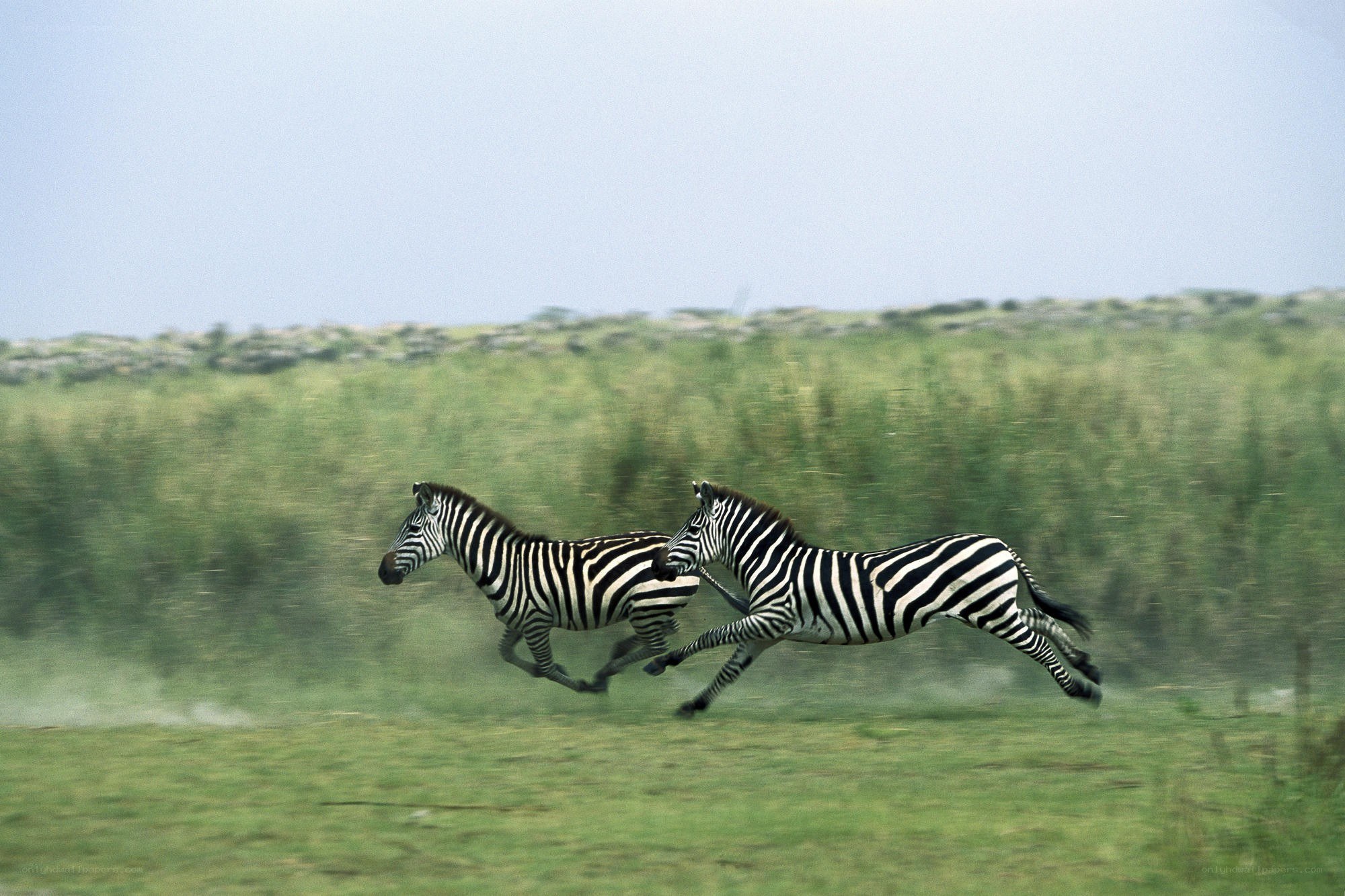 Zebras running in a field