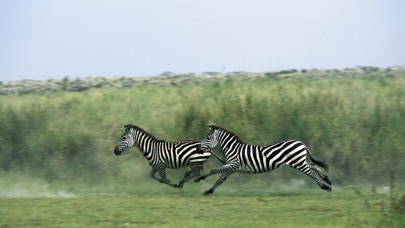 Zebras running in a field