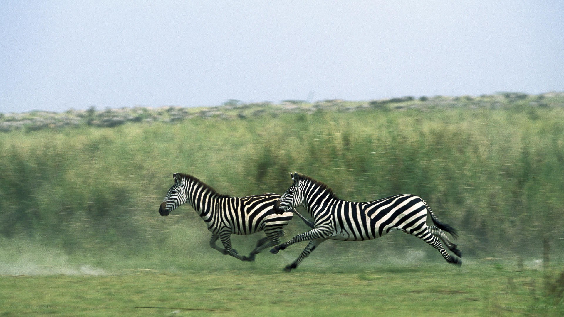 Zebras running in a field
