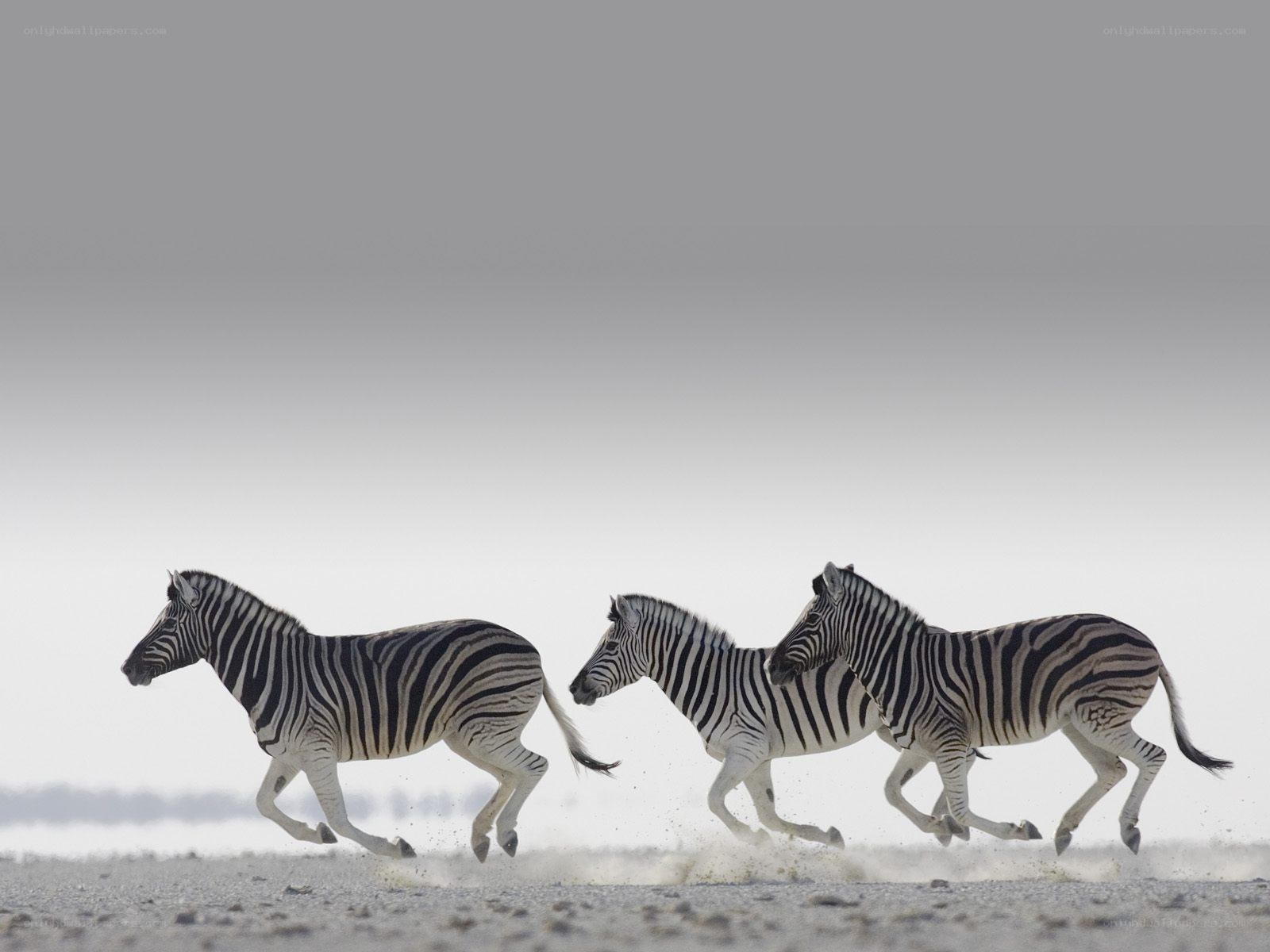 Zebras running in a line