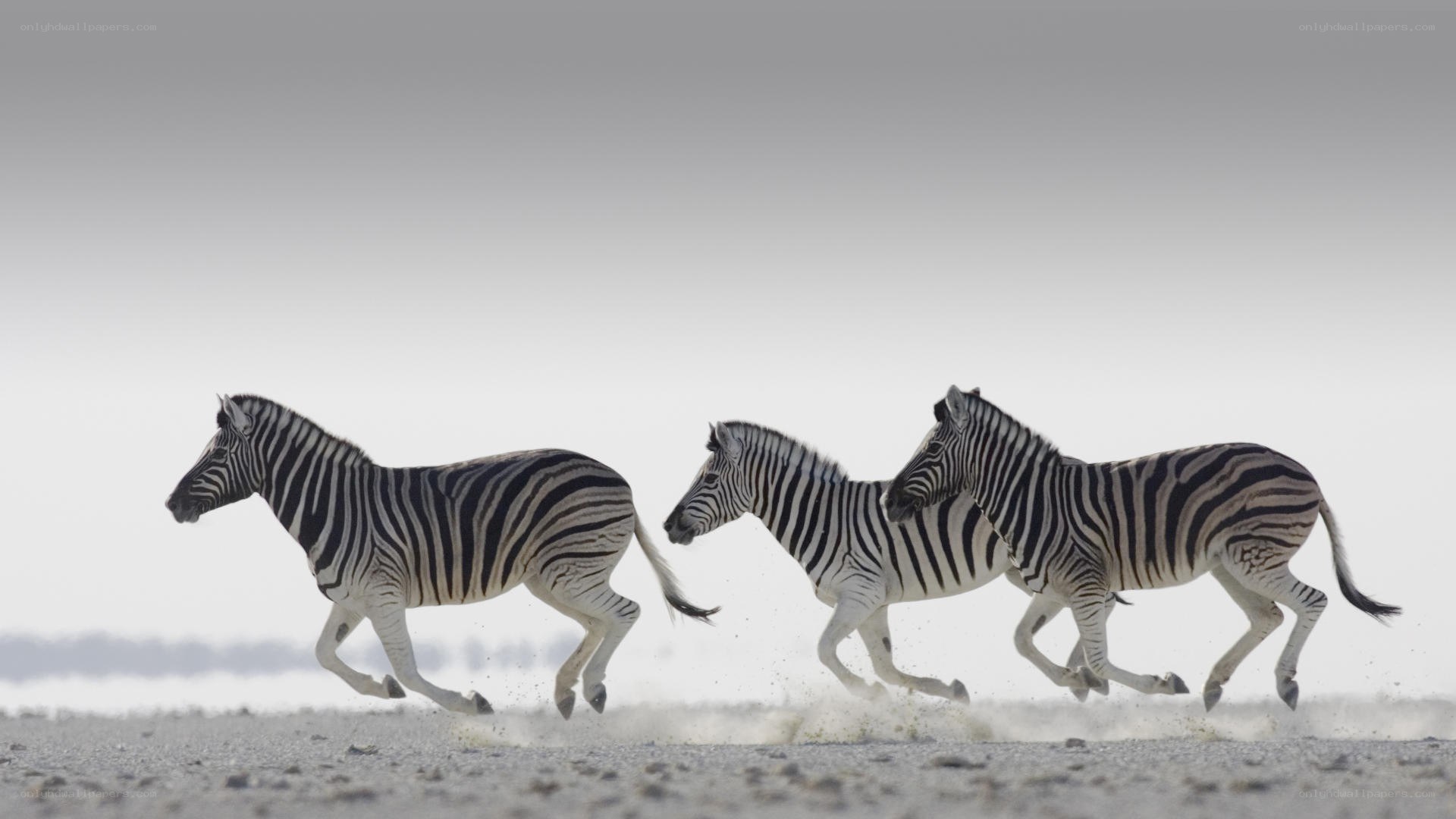 zebras running in a line