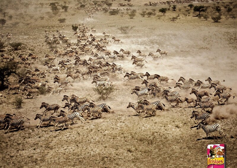 zebras running in a stampede
