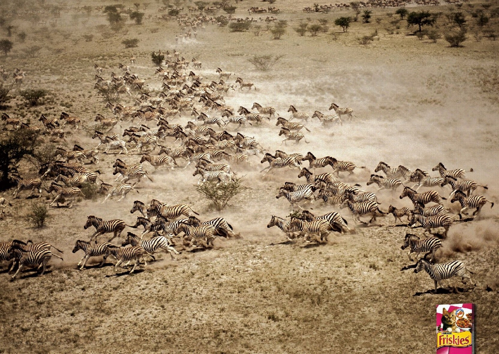 zebras running in a stampede