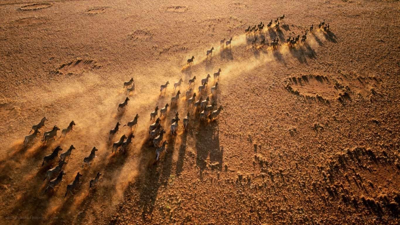 Zebras running in dust