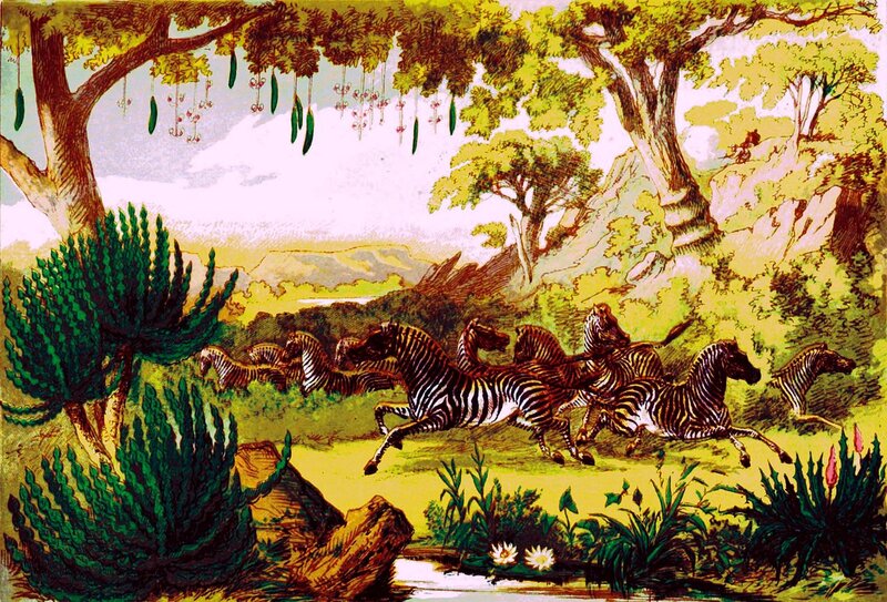 Zebras Running in Savanna — Green