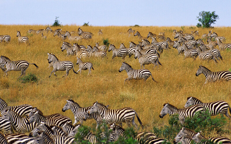 zebras running in savanna