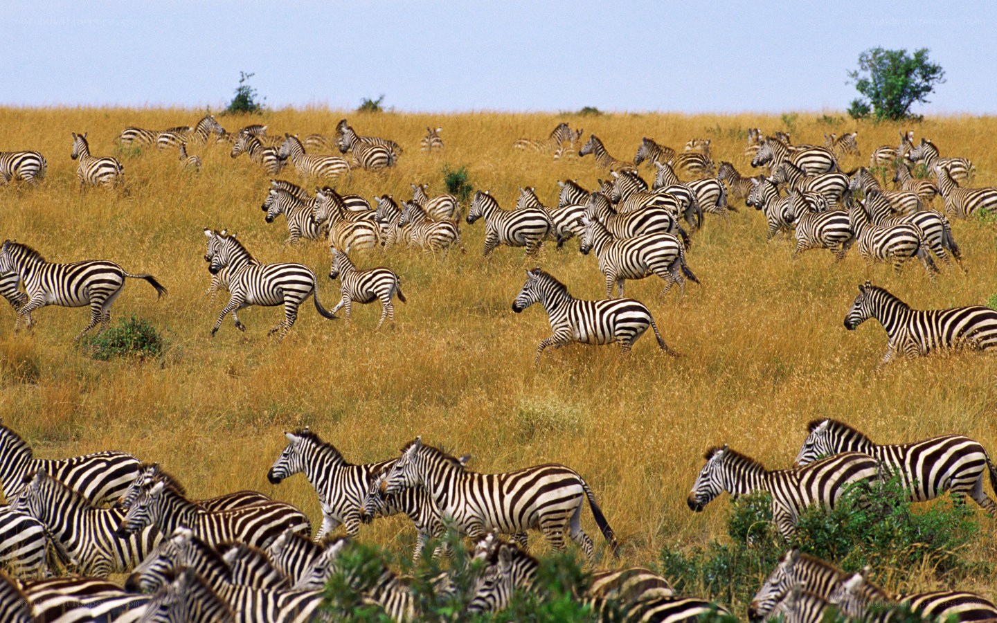 zebras running in savanna