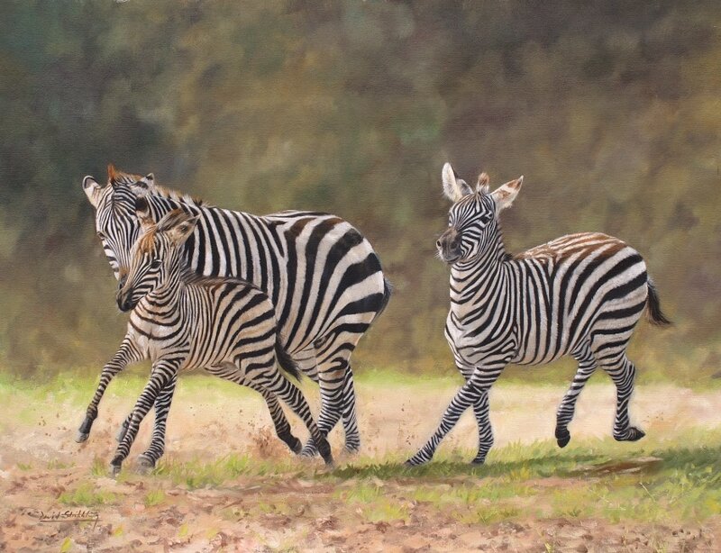 Zebras running in the wild