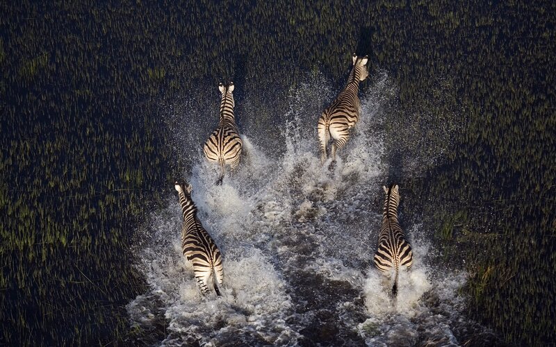 Zebras Running in Water