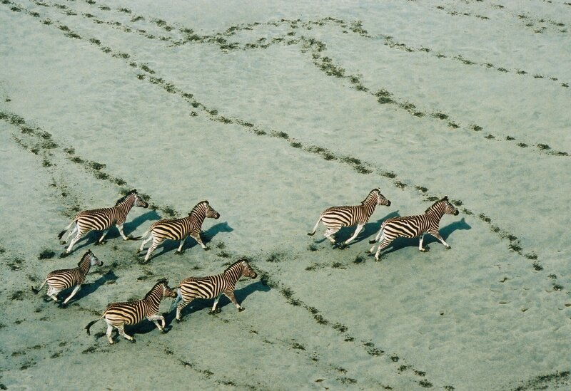 Zebras Running on Sand — Beige