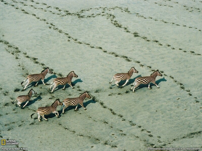 zebras running on sand