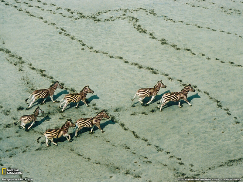Zebras Running on Sand — White