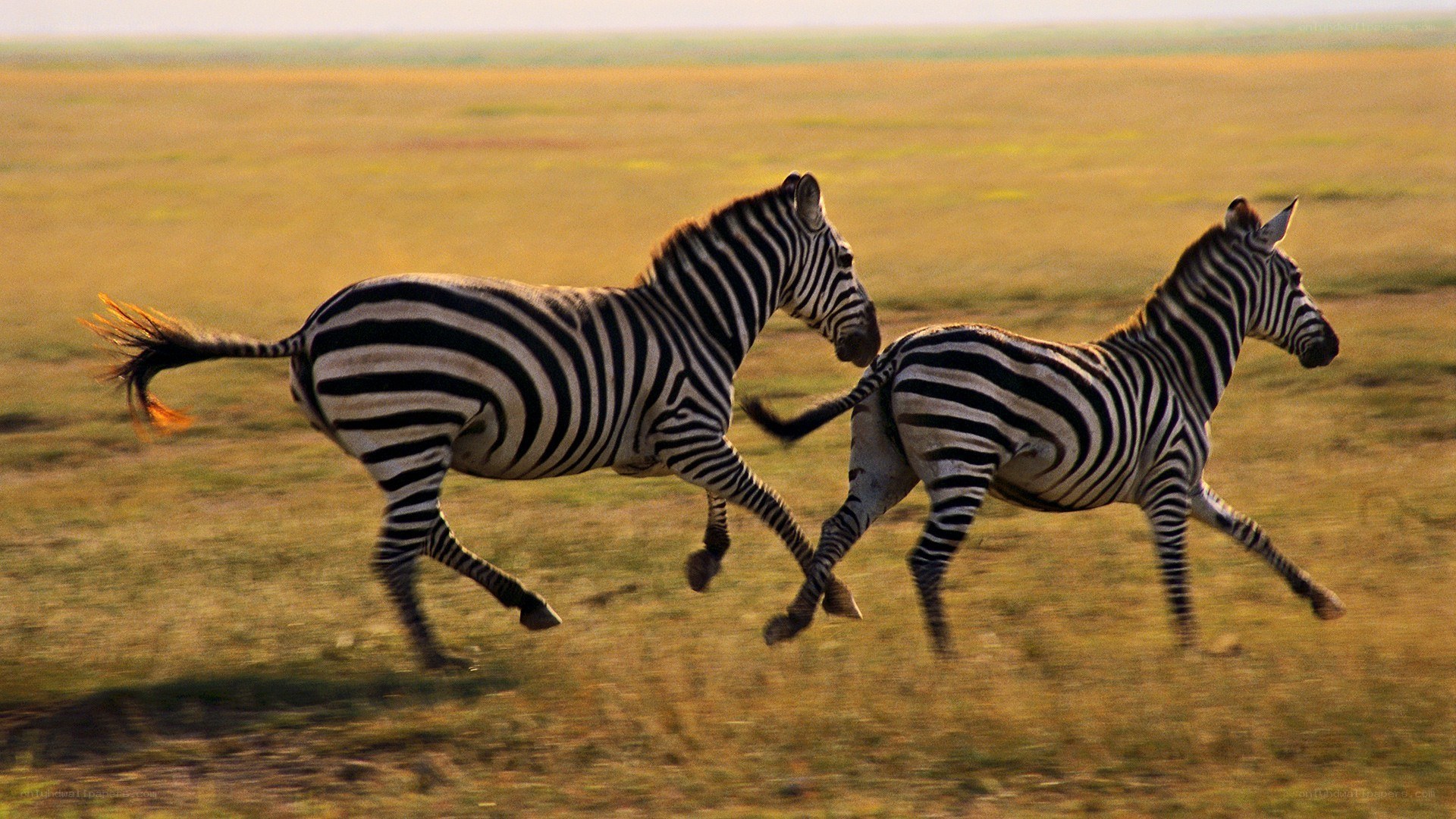 Zebras running on savanna