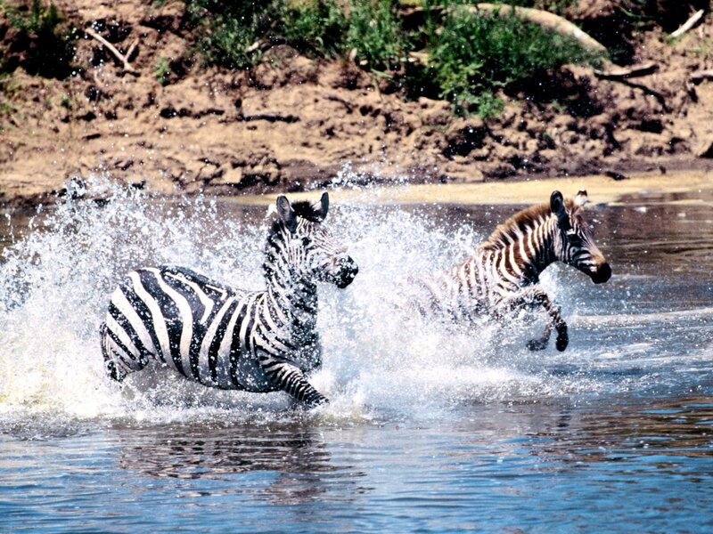 Zebras running through water