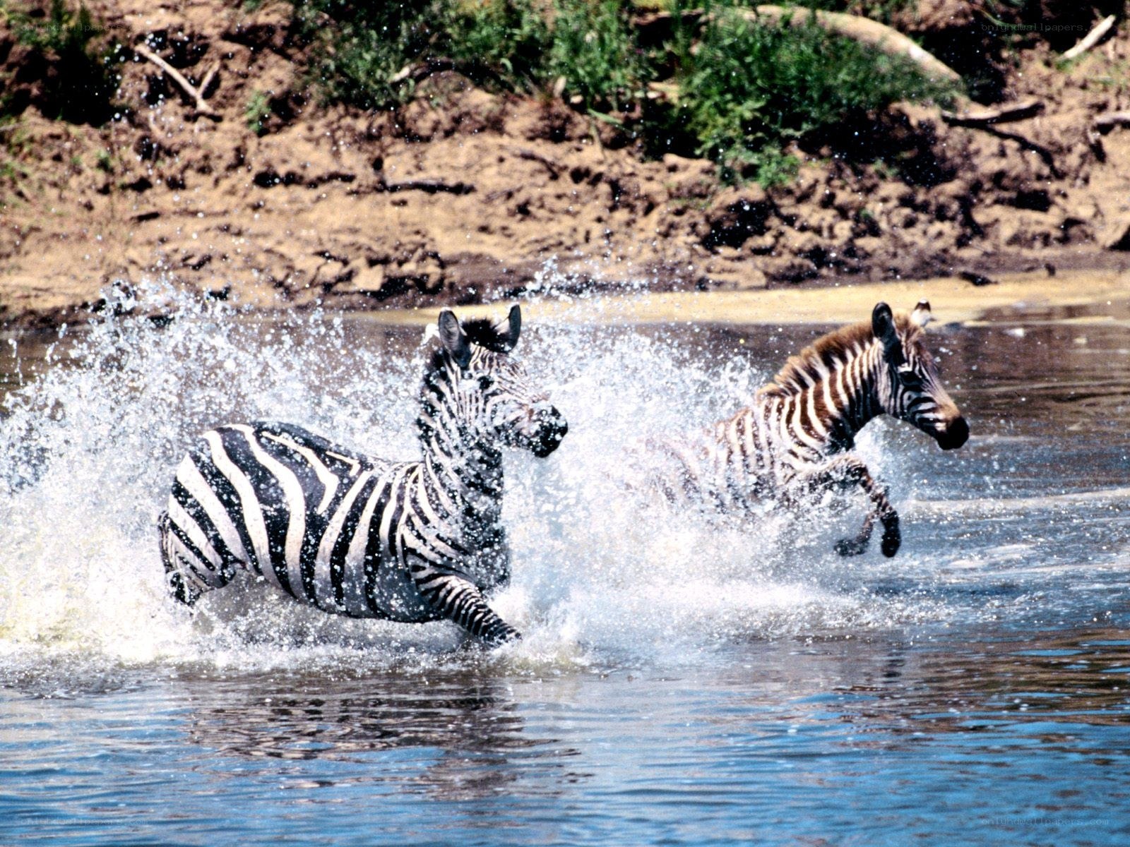 Zebras running through water