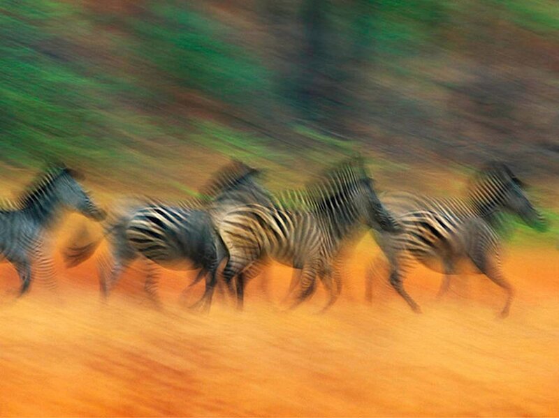 Zebras Running