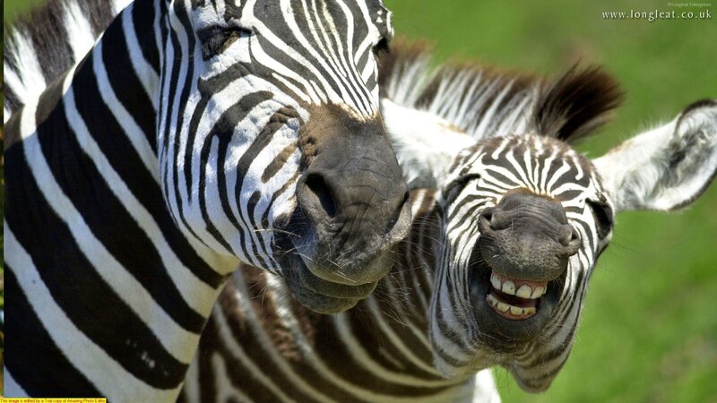 Zebras smiling together