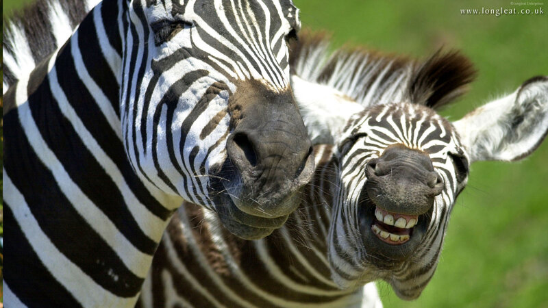 Zebras smiling together