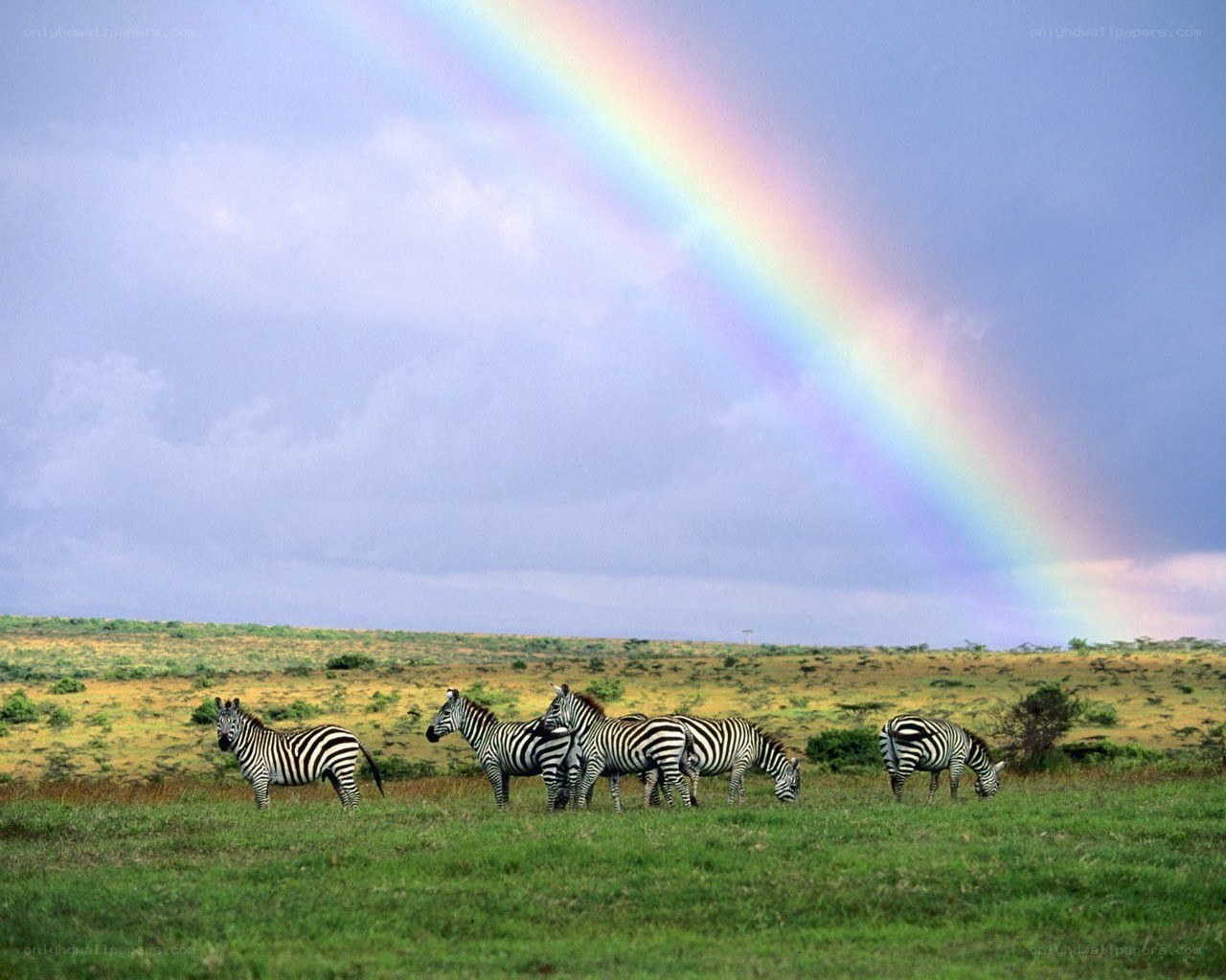 Zebras under a rainbow