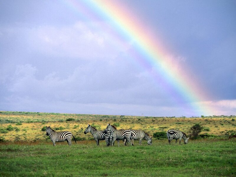 Zebras under a rainbow