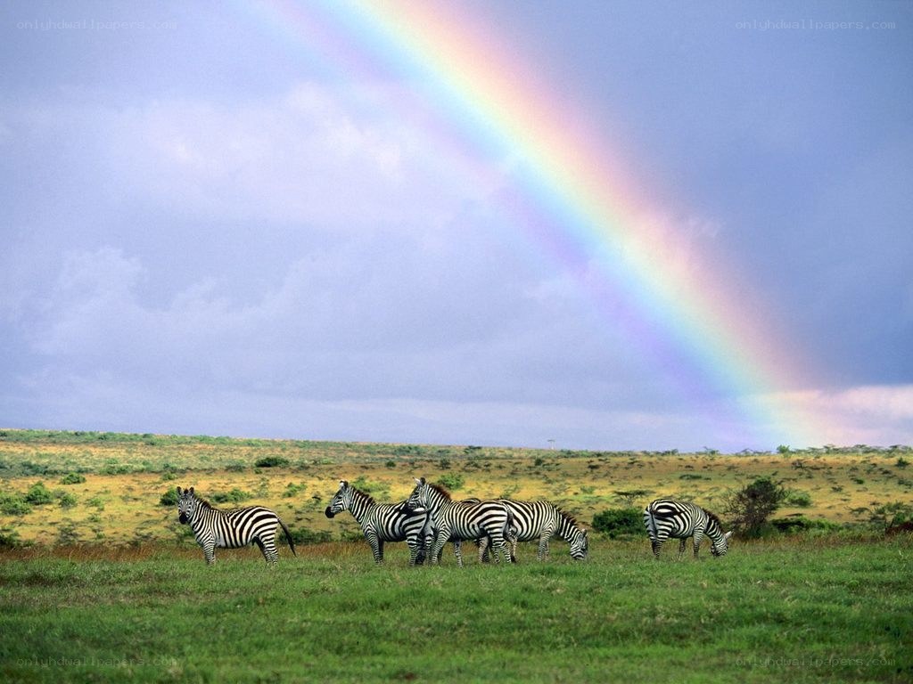 Zebras under a rainbow