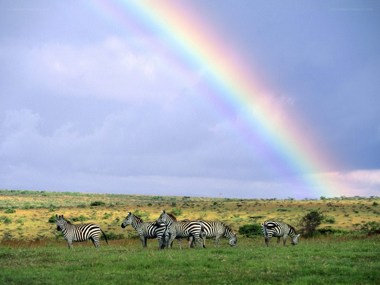 Zebras under a rainbow