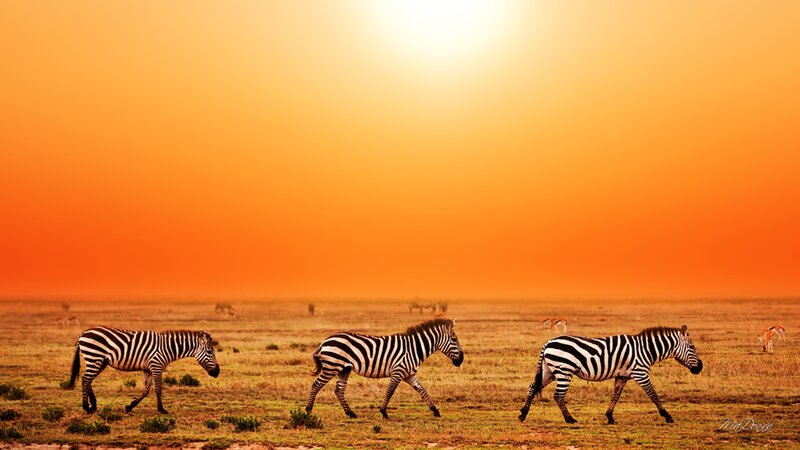 Zebras Walking in Field