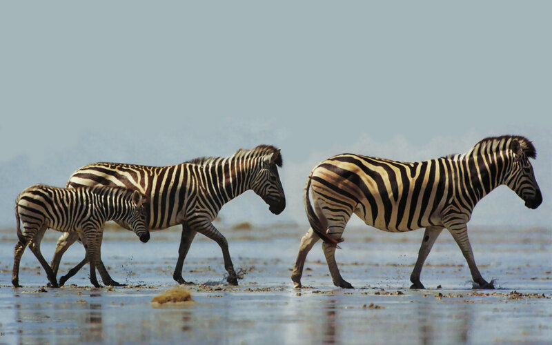 Zebras Walking in Water