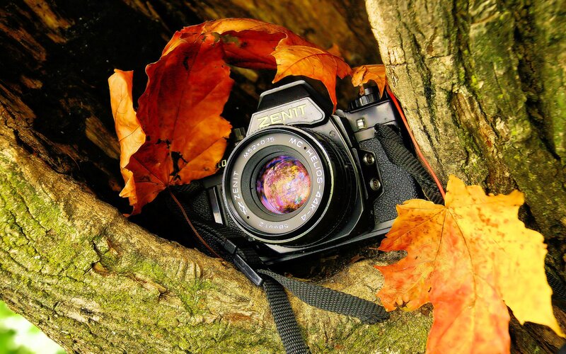 Zenit Camera in Tree