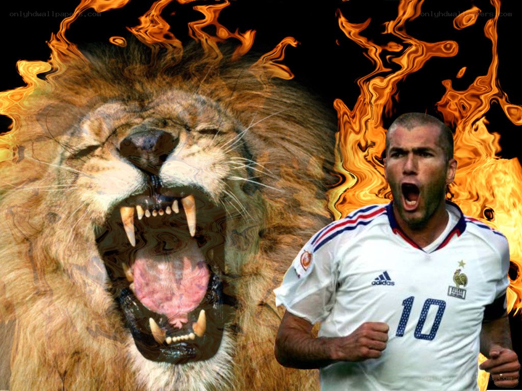 Zidane and a roaring lion