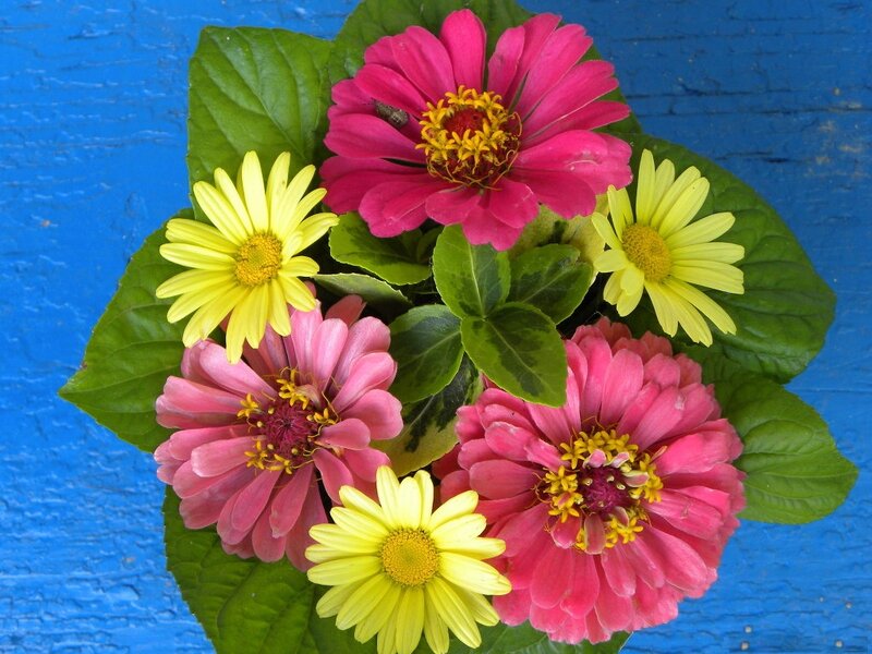 Zinnia and Daisy Flowers