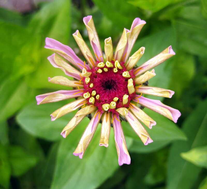 Zinnia Flower Bloom