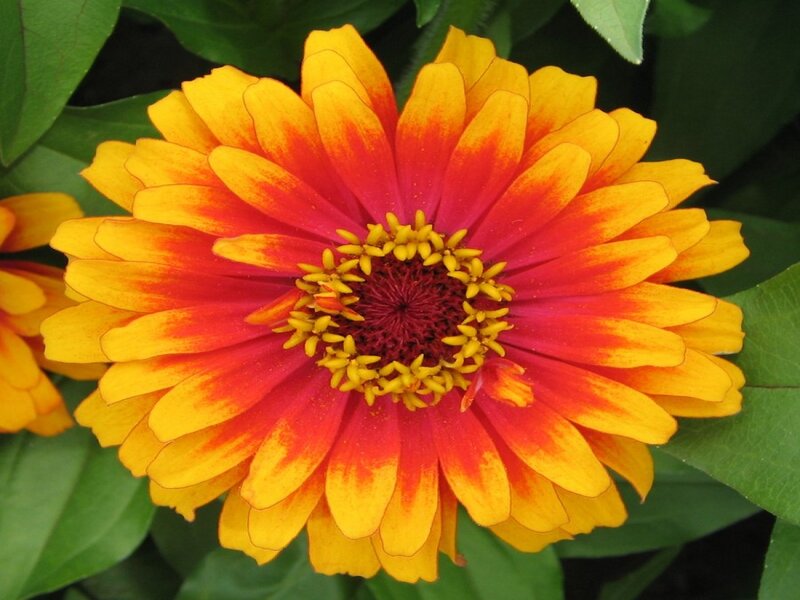 Zinnia Flower
