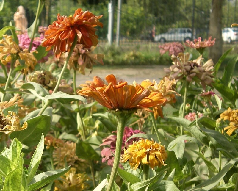 Zinnia flowers in a garden
